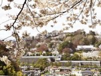 城跡覆う満開の桜　二本松・霞ケ城公園