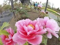 高貴な大輪美しく　須賀川牡丹園、19日に有料開園
