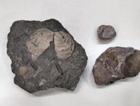イノセラムス科二枚貝「化石」発見　県立博物館、日本初も含む