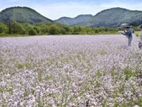 紫色のじゅうたん　金山・太郎布高原でアザキダイコンの花見頃