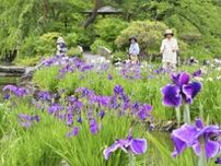 池を優雅に...ハナショウブ見頃　緑水苑、白や紫の大きな花彩る