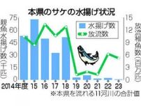 サケ水揚げ、最少378匹　福島県内11河川...温暖化、台風影響か