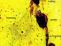 「琥珀のハチ」...新種を発見　いわき・8700万年前の昆虫化石