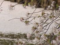 「世界の絶景」選出 花いかだ見頃　青森・弘前城 散った桜が...