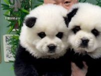 中国「パンダ犬」が人気爆発 批判に販売業者は　「かわいい」VS「動物虐待」