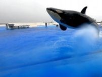 「神戸須磨シーワールド」が6月1日からオープン！世界初“シャチ専門”の教育エリア”にイルカが泳ぐプールも