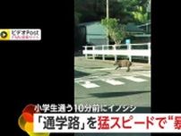 【衝撃】小中学生の通学路に“暴走イノシシ”　逃げ場ない一本道を猛スピードで走り去る　登校時間のわずか