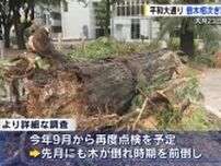 「復興のシンボルの街路樹を守れ」広島・平和大通りで相次ぐ倒木を防ぐため街路樹を総点検