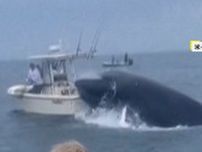 巨大クジラが船を襲撃し転覆…船員投げ出され海へ「オーマイガー」エサを食べているときたまたま衝突か　アメリカ