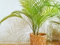 おしゃれな部屋作りには＜大きめの観葉植物＞が正解！人気インテリアコーディネーターが選ぶ「初心者におすすめグリーン５種」