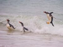 放っておいたら悲惨なことに…。ブラジルの海辺で「ペンギン」が人間に救われる