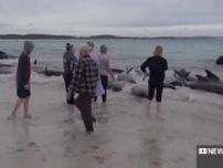 豪の海岸で160頭のクジラが打ち上げられる。地元住民が救出作戦決行