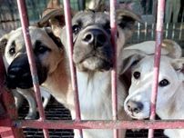 北朝鮮「犬は散歩する相手ではなく、食べるもの」犬肉食禁止法を制定した韓国との違い
