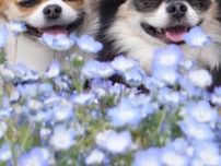 愛犬たちの写真を撮る飼い主　至福のひと時を堪能する姿に「幸せな世界」「幸せとチワワを掛けたのかな」