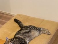 意外な『アレ』を枕にして寝る猫　そのかわいすぎる姿が、こちら