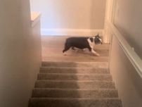 階段に慣れていない犬　２階から名前を呼ばれると？　「３回目で吹いた！」