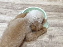 ごはんを食べた犬　その後の行動に「笑った」「二度見するやつ」