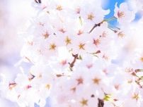 【素朴なギモン】桜の開花宣言って何が基準なの？