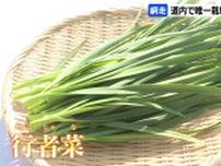 北海道網走の特産品“行者菜”「おすすめは天ぷら…皆さんに元気になっていただきたい」“ギョウジャニンニク×ニラ”交配の野菜が収穫の最盛期
