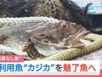 １キロ５円“価値なし魚”カジカをフル活用…だしパックに続いて挑戦するのは内臓まで味わう魚醤「未利用魚ではなく魅了魚へ」