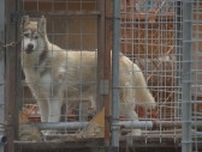 クマに襲撃されたか　繁殖施設で犬３匹死ぬ　首にかまれたり体全体にひっかかれたりした傷　周辺には約16センチの足跡　北海道奈井江町