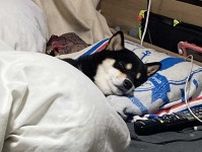 枕を使いこなす柴犬に7.3万“いいね”　ベッドに入って眠る姿は「完全に枕マスター」
