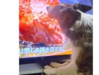 「そこにお肉はないよ」　テレビに映る肉をペロペロ…食いしん坊ないぬに大反響