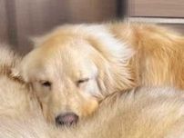 大型犬が枕にしていたのは　最高すぎる寝姿に大反響　「感覚バグります」