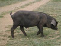 豚やイノシシに感染　「アフリカ豚熱」に農水省が注意喚起　国内への侵入を防ぐために気をつけることとは
