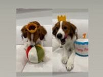 大谷翔平の愛犬・デコピンが１歳の誕生日！？　最新のＳＮＳ投稿でかわいい王冠姿
