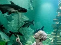 益若つばさ、ベトナムの水族館で幻想的なプラベショット！「絵画を見ているみたい」「美女と水槽」