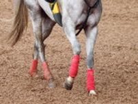 【クイーンＳ】３歳馬イフェイオンが成長示す　杉山佳調教師「キ甲が抜けて、体が一回り大きくなった」