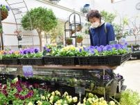 彩りの花３７品種　札幌・豊平公園で「パンジー・ヴィオラ展」　21日まで
