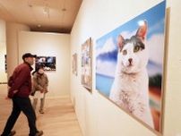 岩合光昭さんのネコ愛いっぱい　釧路芸術館で写真展