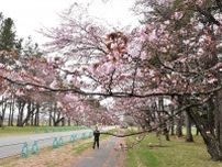 新ひだか・二十間道路の桜開花　過去２番目の早さ