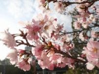 サクラ開花　帯広に春　平年より９日早く