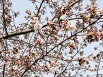 ソメイヨシノ、森町でも開花　27日からまつり