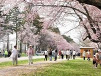桜満開、お花見続々　新ひだかの二十間道路　史上2番目の早さ