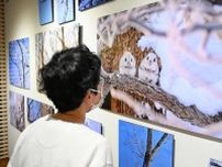 モフモフ動物、癒やしの一枚　フクロウ、モモンガ…小樽で写真展