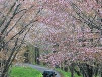 桜のトンネル「絵本みたい」　奈井江