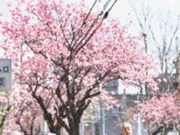桜並木眺め心地よい汗　札幌で散策イベント
