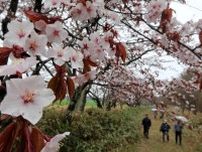 網走・二見桜並木、１日限りの公開　有志丹精の１．２キロ散策