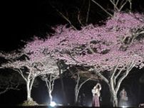 桜色の夜　照らし出す　厚岸・子野日公園でライトアップ