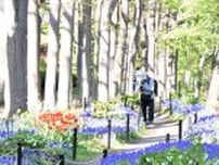 ムスカリ彩る「小径」　チューリップと競演　札幌・豊平公園で見頃