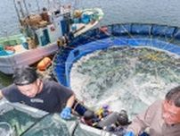 ニジマス4000匹、釧路港のいけす投入　海面養殖実験最終年度、事業化見極めへ