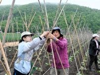 白花豆の収穫楽しみ　北見・おんねゆ学園の生徒が「竹さし」体験