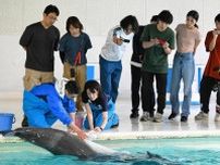 イルカ人工繁殖へ一歩　おたる水族館　精液採取し冷凍保存