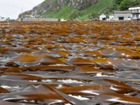 厚岸サオマエコンブ漁「夏採れるか心配」　釧路管内トップ切り操業