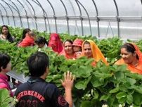 インド人女性を農業の働き手に　浦河町がイチゴ摘み体験ツアー　人手確保へ就労先紹介