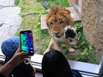雄ライオン「パーチェ」公開　札幌市円山動物園　徳島から来園